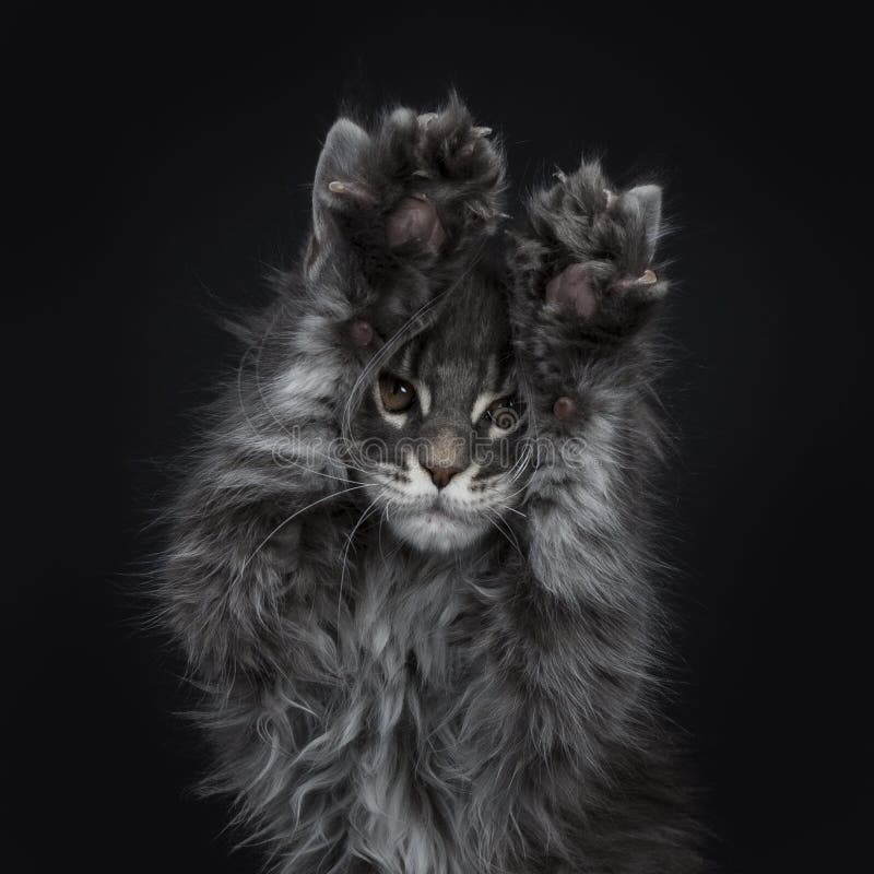 blue silver maine coon kittens for sale blue silver maine coon kittens for sale