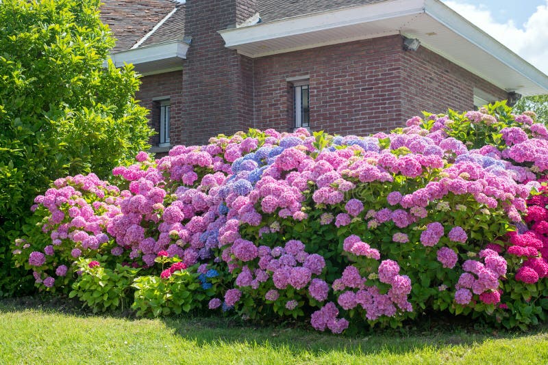Assortment of pink and purple hydrangeas close up. stock photos