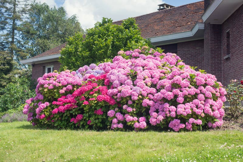 Assortment of pink and purple hydrangeas close up. royalty free stock images