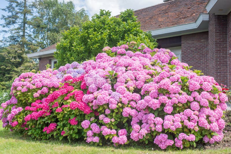 Assortment of pink and purple hydrangeas close up. stock image
