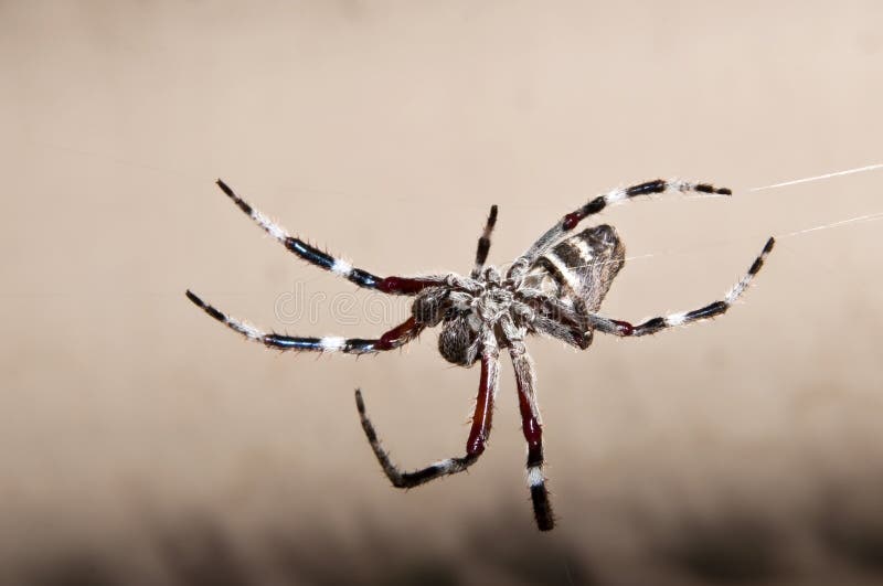 Impressive hairy spider dangling on its web