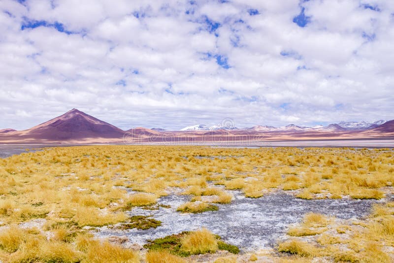 Impressive Laguna colorada - Red lake reflection, Andean Flamingos birds and Idyllic Altiplano Atacama Desert stock photo