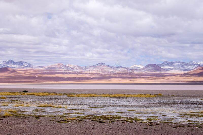 Impressive Laguna colorada - Red lake reflection, Andean Flamingos birds and Idyllic Altiplano Atacama Desert stock photo