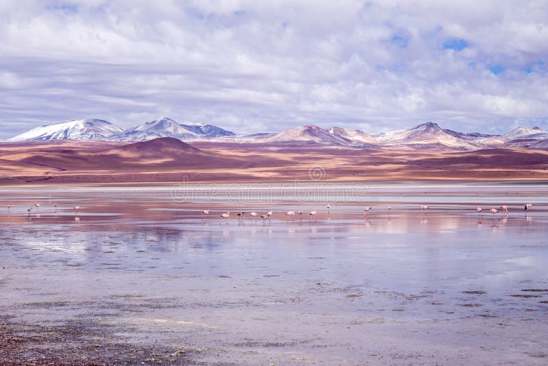 Impressive Laguna colorada - Red lake reflection, Andean Flamingos birds and Idyllic Altiplano Atacama Desert royalty free stock photography