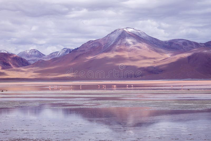 Impressive Laguna colorada - Red lake reflection, Andean Flamingos birds and Idyllic Altiplano Atacama Desert royalty free stock image