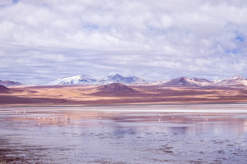Impressive Laguna colorada - Red lake reflection, Andean Flamingos birds and Idyllic Altiplano Atacama Desert stock images