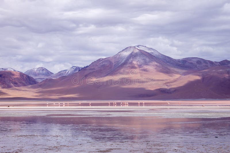 Impressive Laguna colorada - Red lake reflection, Andean Flamingos birds and Idyllic Altiplano Atacama Desert stock photo