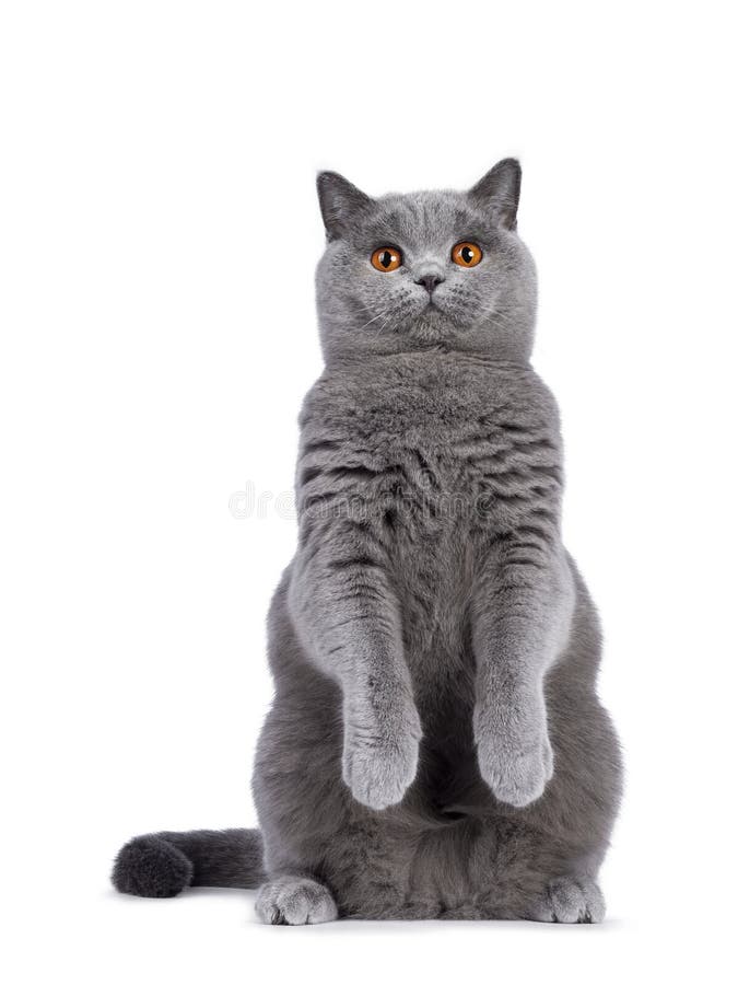 Blue female British Shorthair cat on white. Impressive light blue young adult British Shorthair female cat, sitting up on hind paws facing front like meerkat stock image Blue female British Shorthair cat on white. Impressive light blue young adult British Shorthair female cat, sitting up on hind paws facing front like meerkat stock image