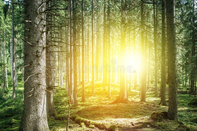 Impressive spruce trees in the forest: Relaxation, spirituality and wood therapy stock photography