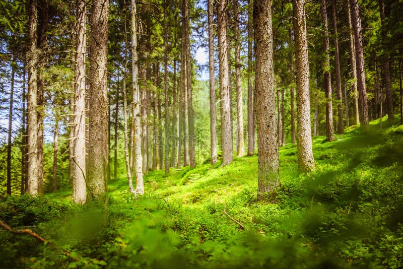 Impressive spruce trees in the forest: Relaxation, spirituality and wood therapy