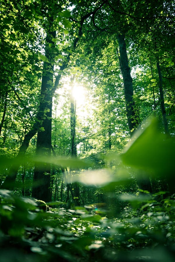Impressive trees in the forest. Fresh green leaves and sunshine, springtime. Bottom view stock image