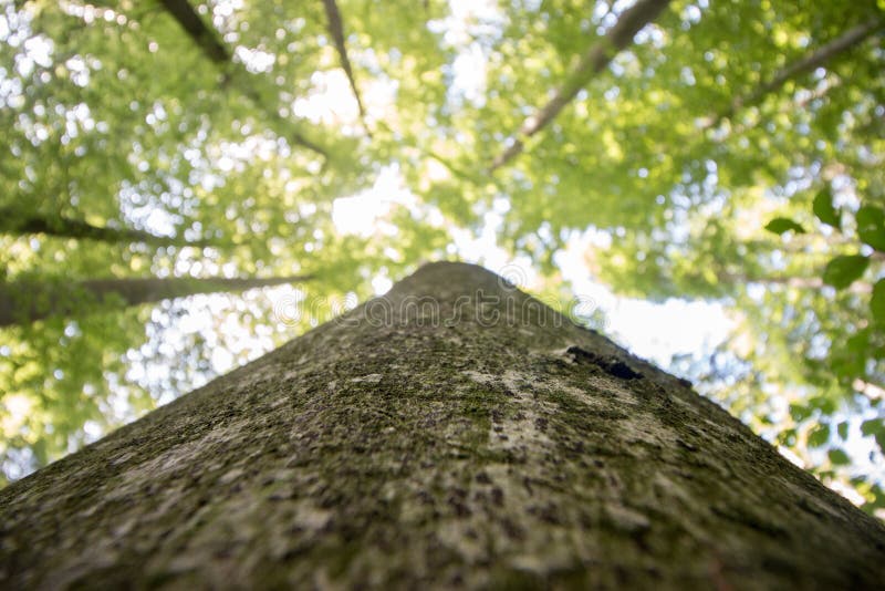 Impressive trees in the forest. Fresh green, spring time. Bottom view stock photos