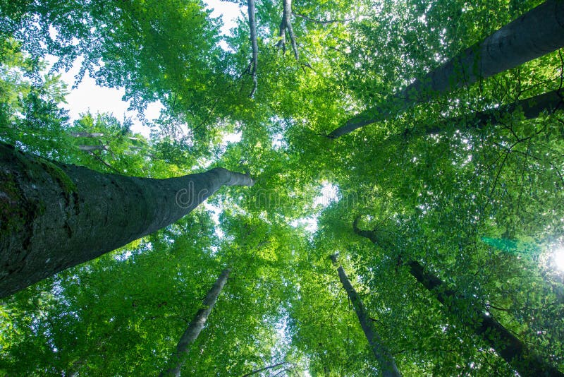 Impressive trees in the forest. Fresh green, spring time. Bottom view stock photography
