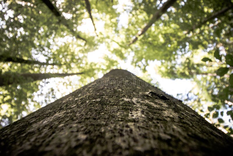 Impressive trees in the forest. Fresh green, spring time. Bottom view royalty free stock photo