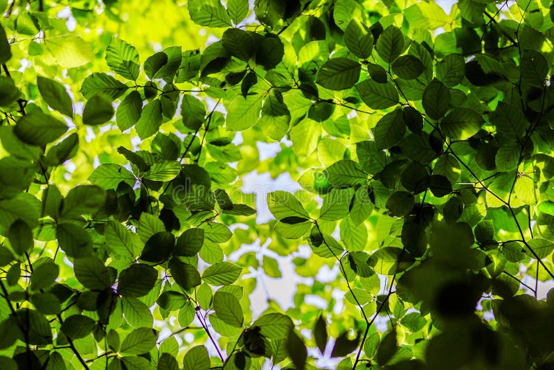 Impressive trees in the forest. Fresh green, spring time. Bottom view stock images