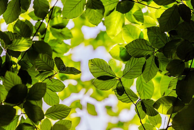 Impressive trees in the forest. Fresh green, spring time. Bottom view royalty free stock photography
