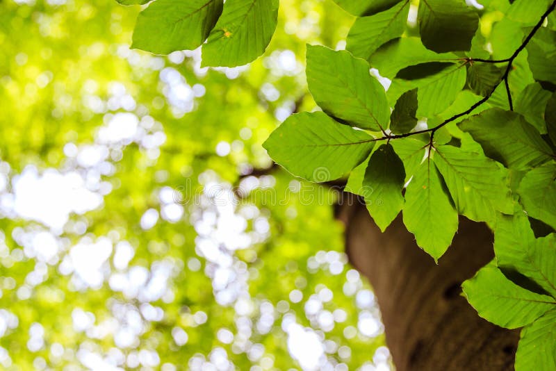 Impressive trees in the forest. Fresh green, spring time. Bottom view royalty free stock photos