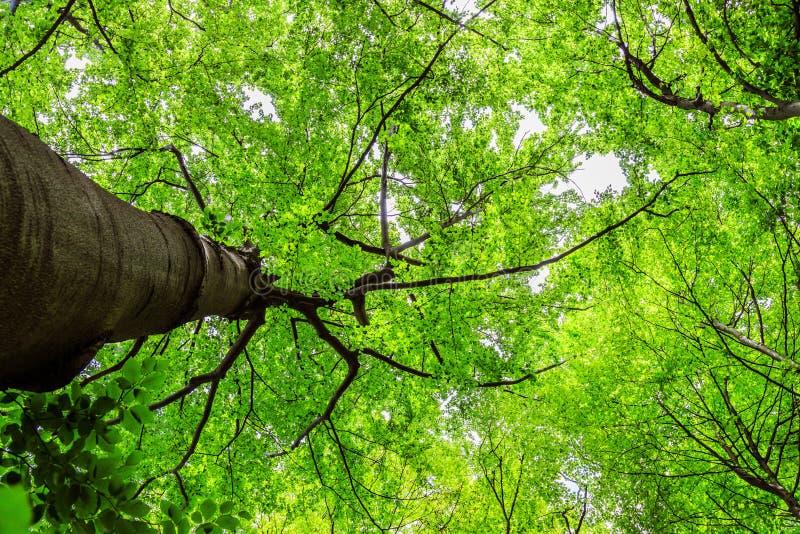 Impressive trees in the forest. Fresh green, spring time. Bottom view stock photo