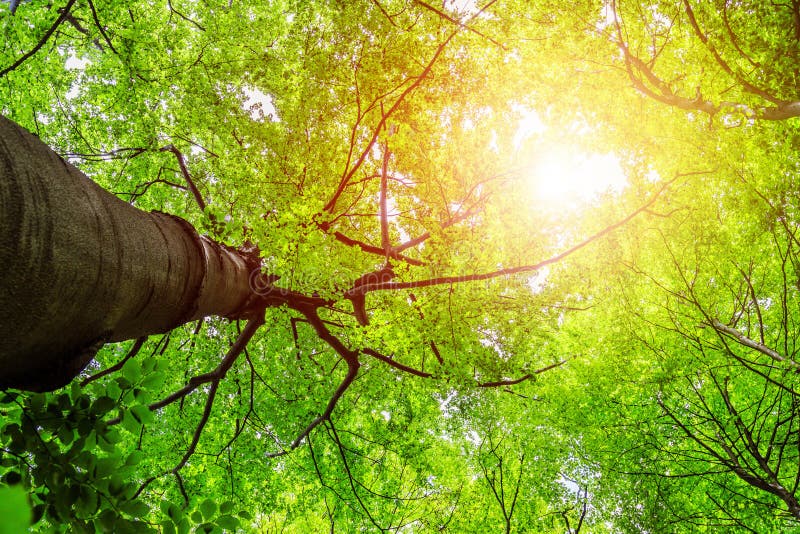 Impressive trees in the forest. Fresh green, spring time. Bottom view stock photo