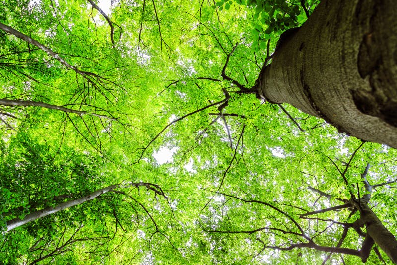 Impressive trees in the forest. Fresh green, spring time. Bottom view stock photography
