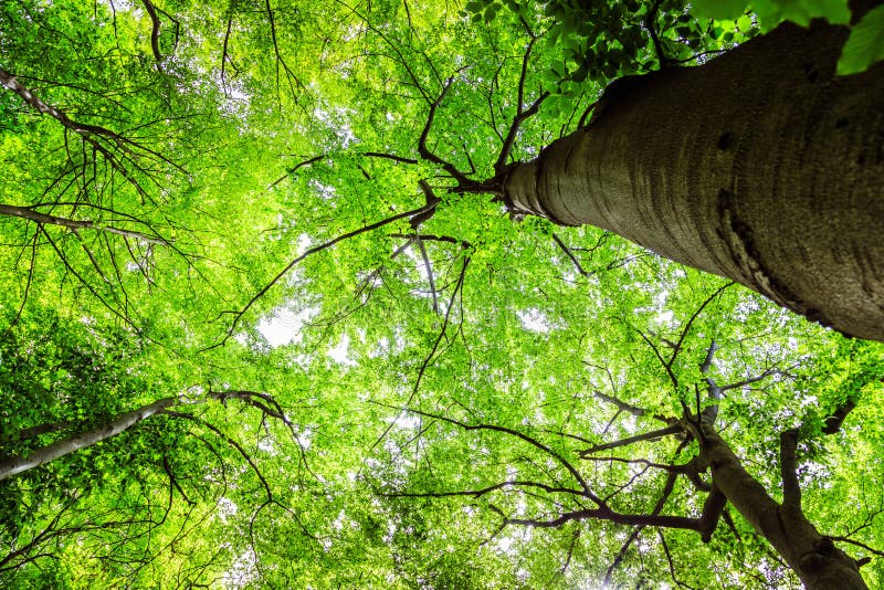 Impressive trees in the forest. Fresh green, spring time. Bottom view stock image