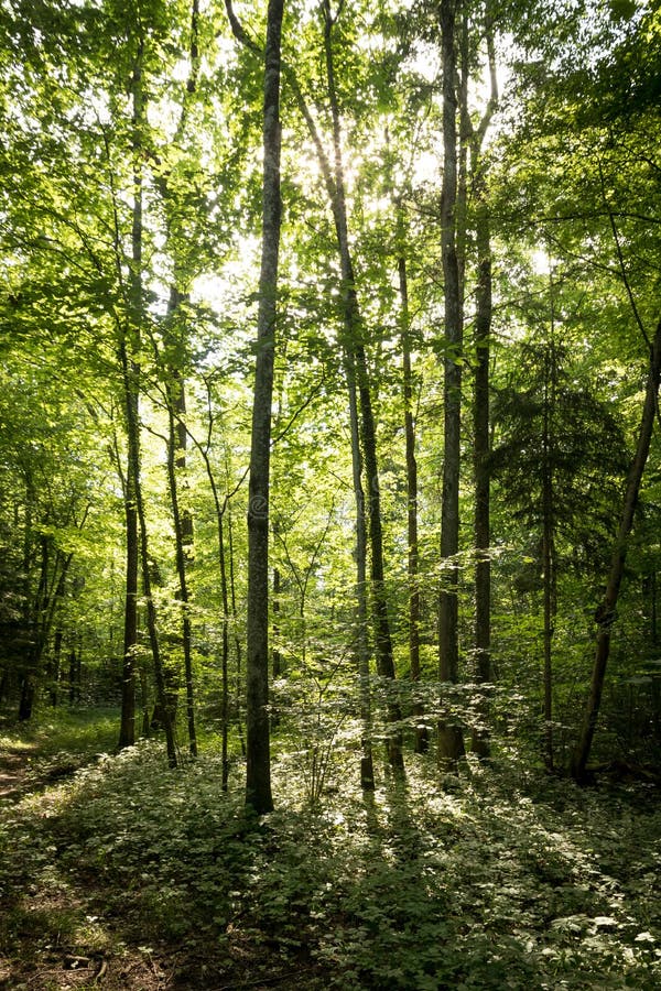Impressive trees in the forest. Fresh green, springtime. Bottom view royalty free stock images