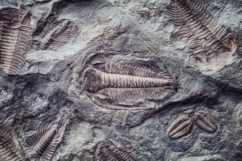 The imprint of the ancient trilobites in a stone. Trilobites, a fossil group of extinct marine arachnomorph arthropods, class Trilobita. The imprint of the ancient trilobites in a stone. Trilobites, a fossil group of extinct marine arachnomorph arthropods, class Trilobita