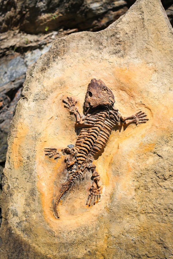 Ancient fossil imprint. Reptile skeleton on surface ground stone. Archeology and paleontology concept. Prehistoric extinct animal dinosaur. Ancient fossil imprint. Reptile skeleton on surface ground stone. Archeology and paleontology concept. Prehistoric extinct animal dinosaur.