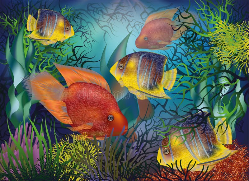 Red Parrot Fish Aquarium Stock Illustrations – 100 Red Parrot Fish