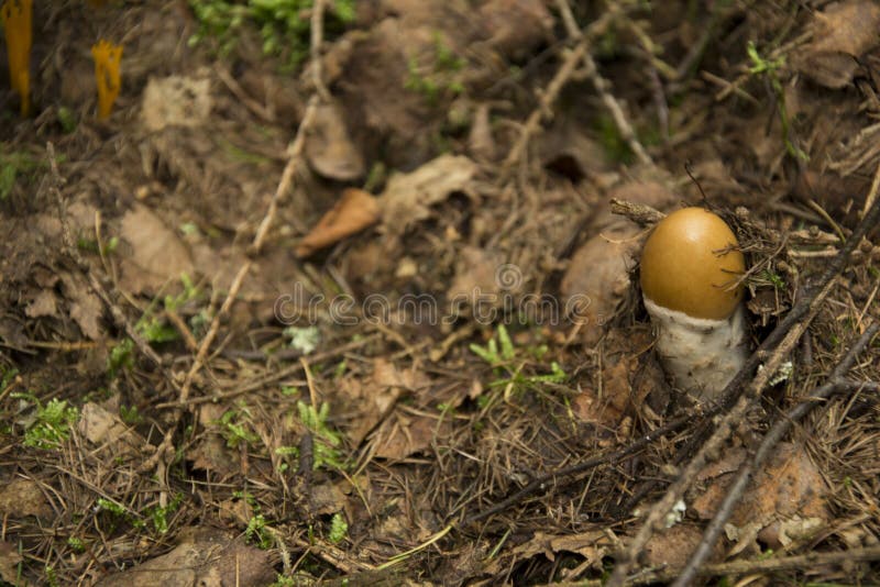 Impudicus del fallo immagini stock libere da diritti Impudicus del fallo immagini stock libere da diritti
