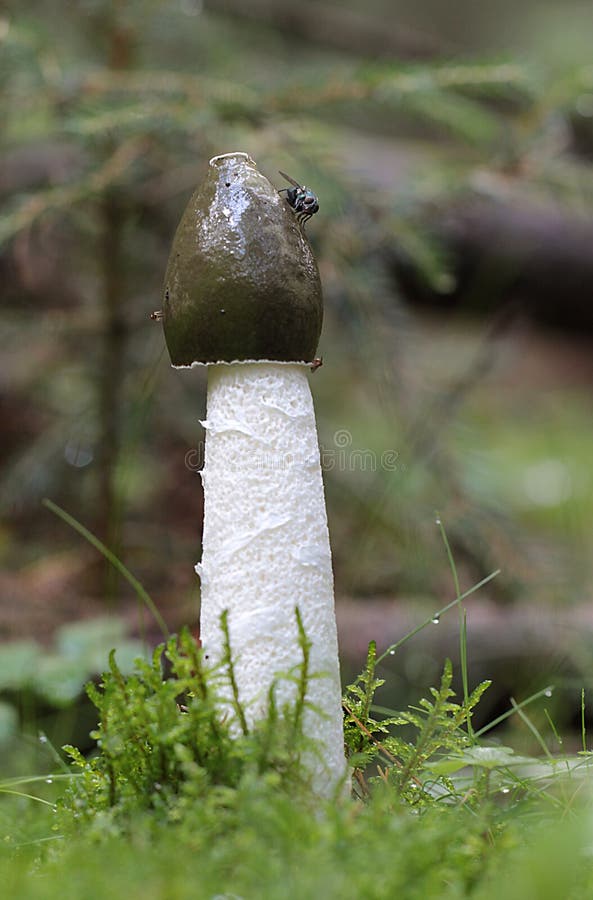 impudicuslinnphallus royaltyfria foton impudicuslinnphallus royaltyfria foton