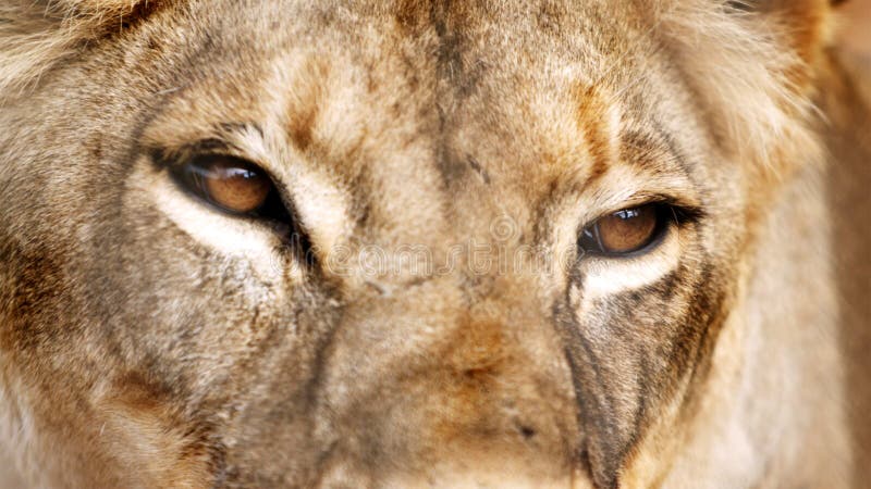Imágenes de cierre de ojos de león. Este león es un gran felid del género panthera nativo principalmente de áfrica.