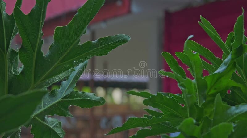 Imágenes de cierre de plantas verdes frescas con rocío en el fondo de la borrosidad metrajes