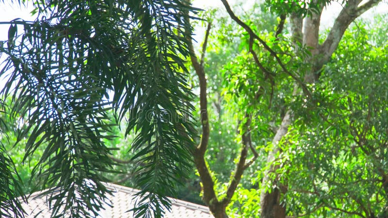 Imágenes de clausura de frondosos árboles verdes iluminados por la luz del sol en un día brillante almacen de metraje de vídeo