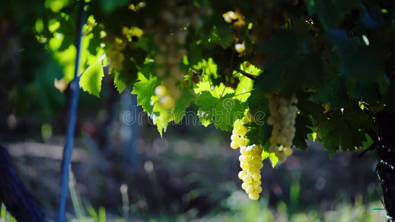 Imágenes de clausura de las uvas que crecen en un viñedo en el campo en un día soleado almacen de video