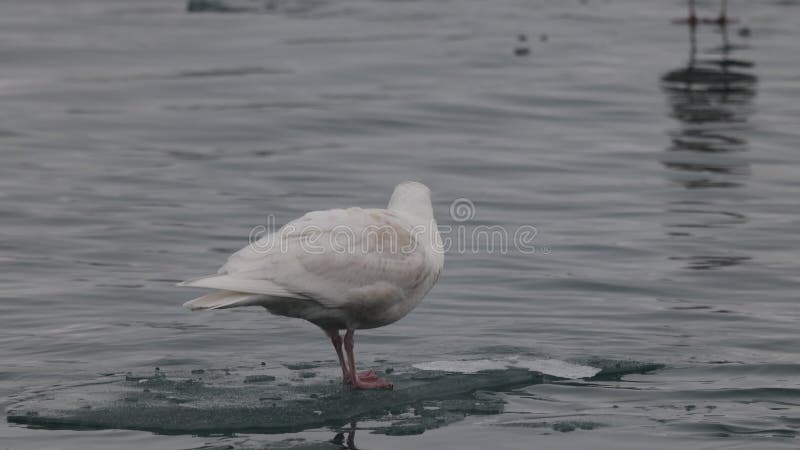 Imágenes de la gaviota glaucosa en un río buscando una cacería metrajes