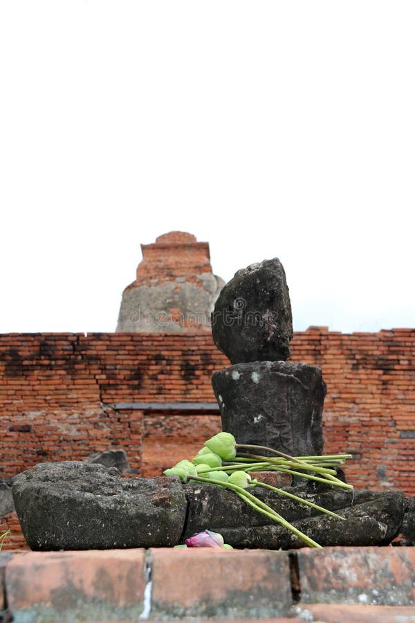 Une fleur parmi les ruines photo stock. Image du contre ...