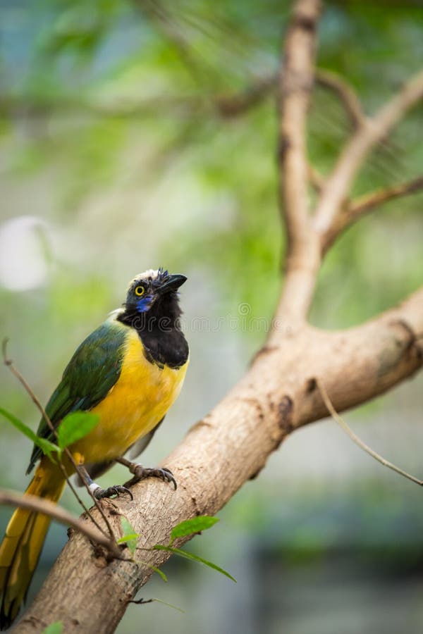 Inca Jay , Cyanocorax yncas yncas, Sitting on Branch royalty free stock photography