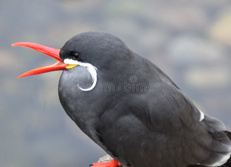 Inca Tern arkivfoton Inca Tern arkivfoton