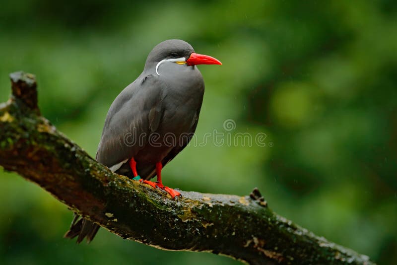 Inca Tern, Larosterna inca, bird on the tree branch. Tern from Peruvian coast. Bird in the nature sea forest habitat. Wildlife sce