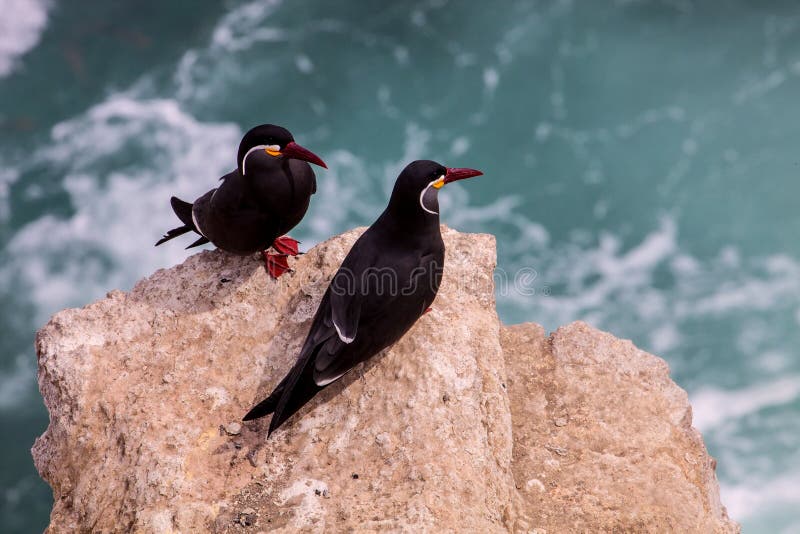Inca Tern Larosterna inca som bygga bo på Isla de Ballestas, Peru arkivfoton Inca Tern Larosterna inca som bygga bo på Isla de Ballestas, Peru arkivfoton