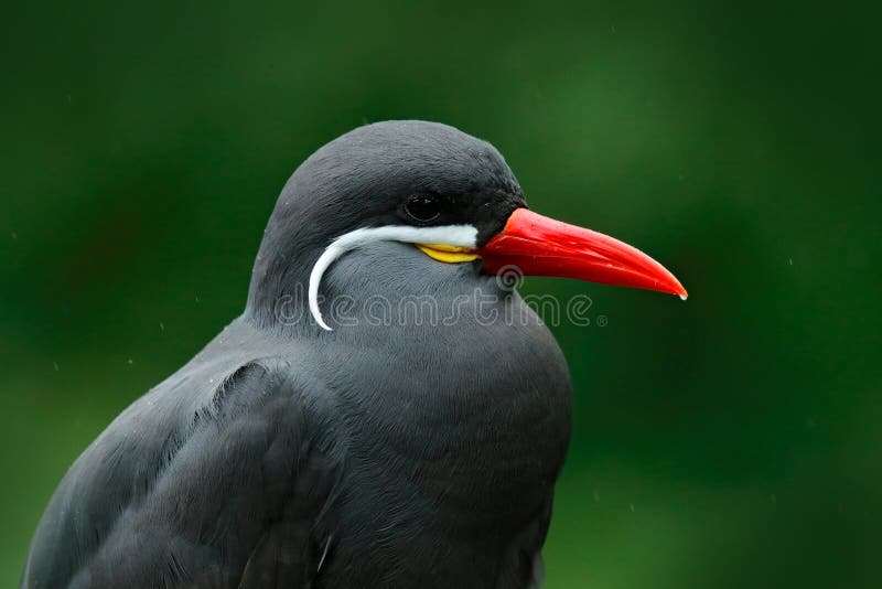 Inca Tern, Larosterna-inca, vogel op boomtak Portret van Stern van Peruviaanse kustvogel in aard overzeese boshabitat wildlife stock fotografie Inca Tern, Larosterna-inca, vogel op boomtak Portret van Stern van Peruviaanse kustvogel in aard overzeese boshabitat wildlife stock fotografie