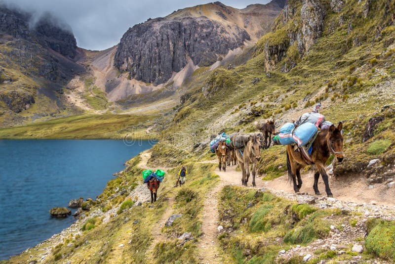 The Inca Trail, Peru - Loaded Andean Horses carrying Camping Equipment alongside the Lake down from the Wakawasi Pass royalty free stock photography The Inca Trail, Peru - Loaded Andean Horses carrying Camping Equipment alongside the Lake down from the Wakawasi Pass royalty free stock photography