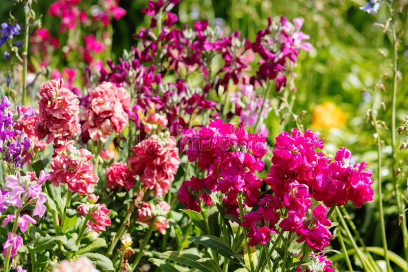 Incana Matthiola, γνωστό ως γκρίζο απόθεμα στοκ εικόνες με δικαίωμα ελεύθερης χρήσης Incana Matthiola, γνωστό ως γκρίζο απόθεμα στοκ εικόνες με δικαίωμα ελεύθερης χρήσης