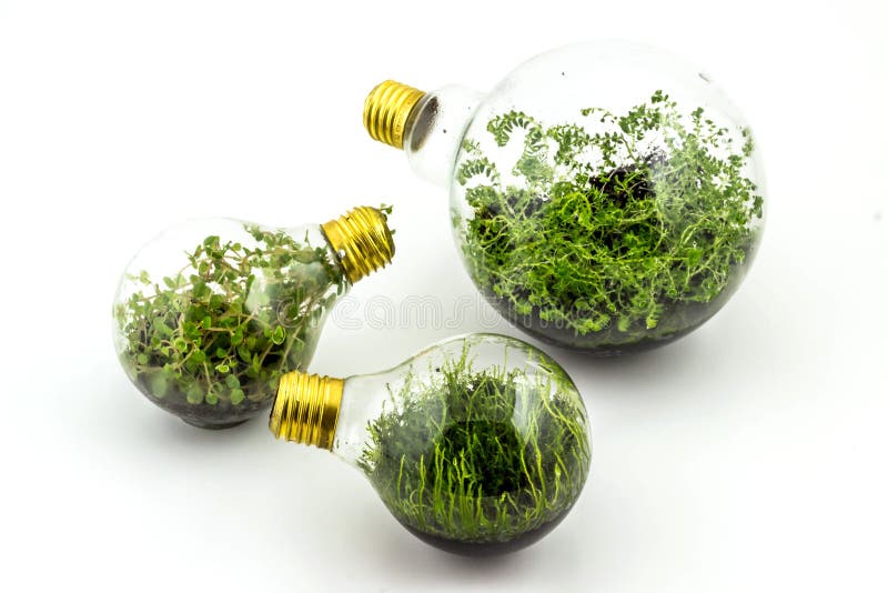 Incandescent Bulbs with Plants Planted Inside. Stock Photo Image of