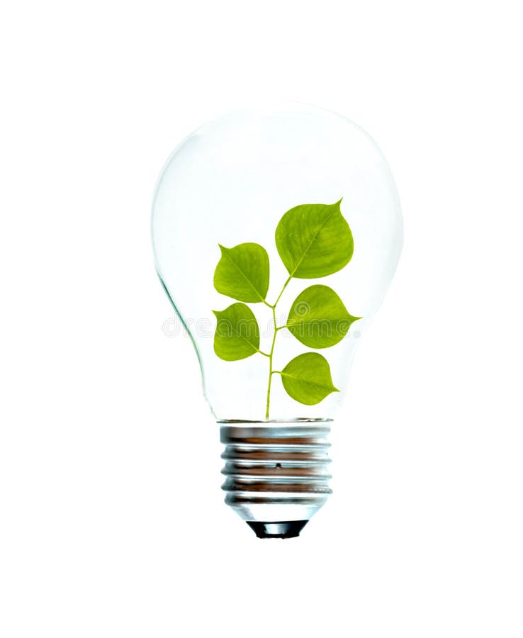 Incandescent light bulb with a tree shoot