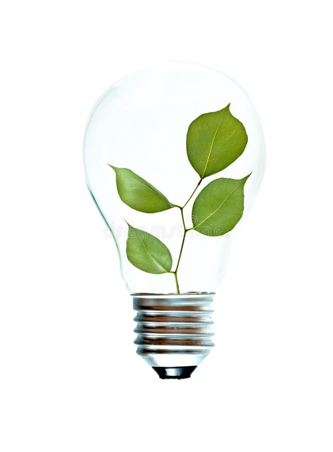 Incandescent light bulb with a tree shoot