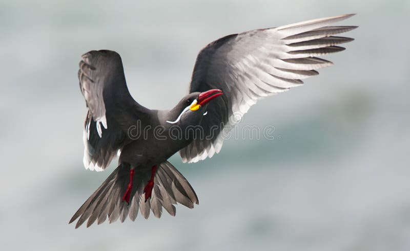 Incastern Inca Tern, Larosterna inca royaltyfri bild Incastern Inca Tern, Larosterna inca royaltyfri bild