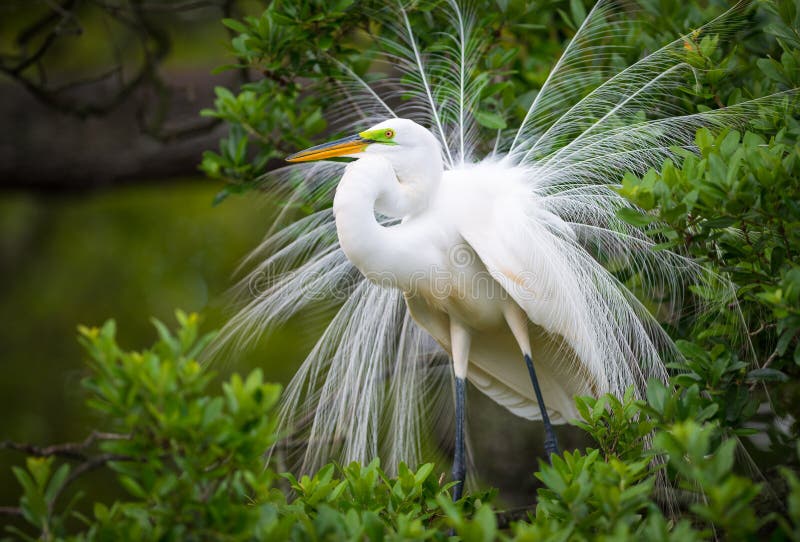 Incastramento della fauna selvatica dell'airone bianco maggiore alla colonia di corvi dell'uccello della natura di Florida fotografie stock Incastramento della fauna selvatica dell'airone bianco maggiore alla colonia di corvi dell'uccello della natura di Florida fotografie stock