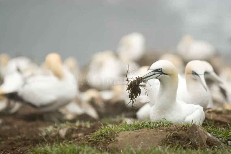 Incastramento Gannet fotografie stock libere da diritti